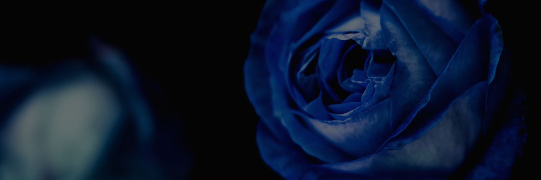roses_bg